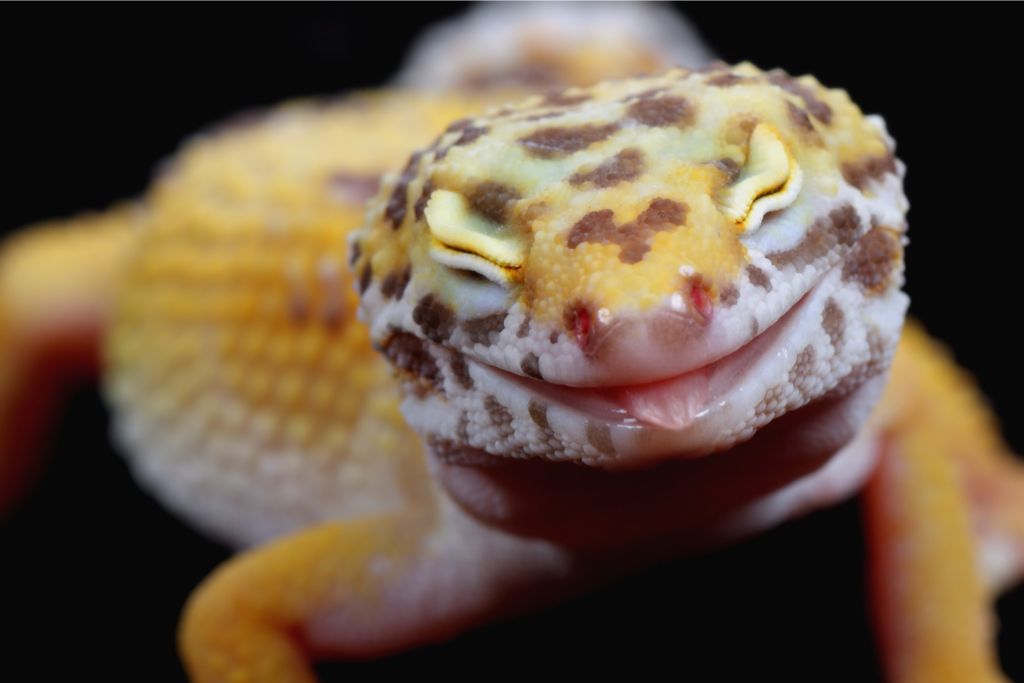 close up look of leopard gecko's face sticking its tongue out and eye close on a dark background