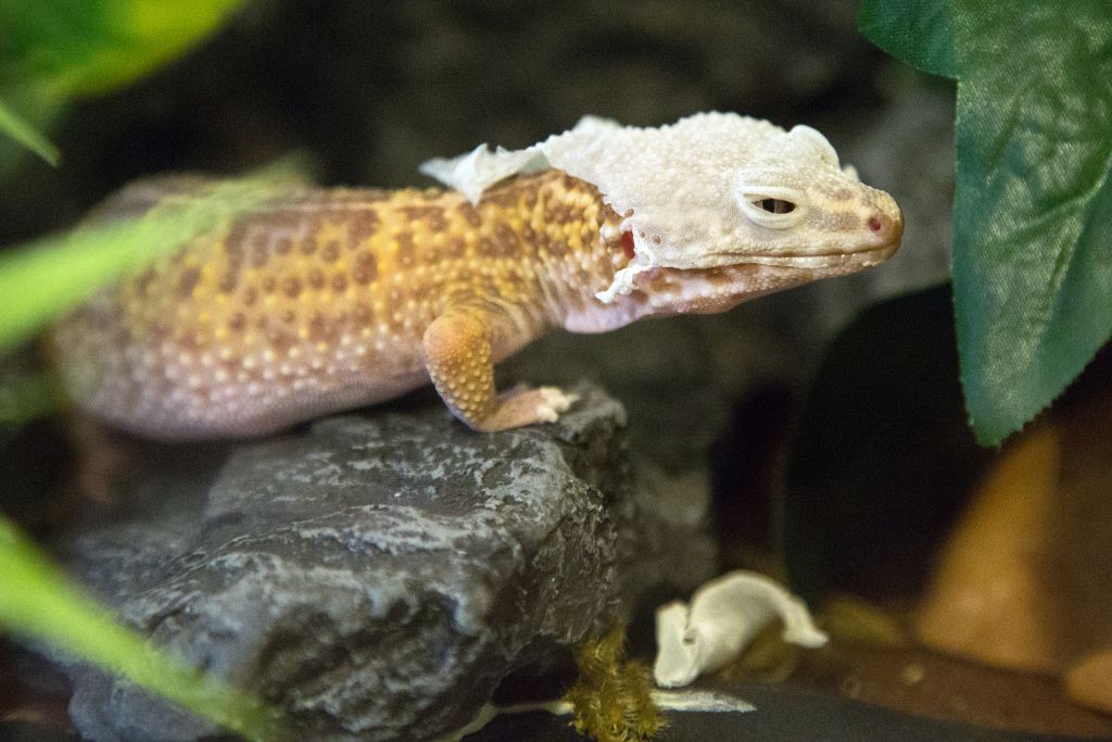 a leopard gecko in process of shedding its skin