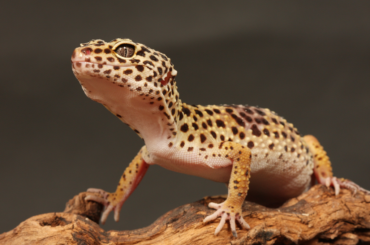 leopard gecko