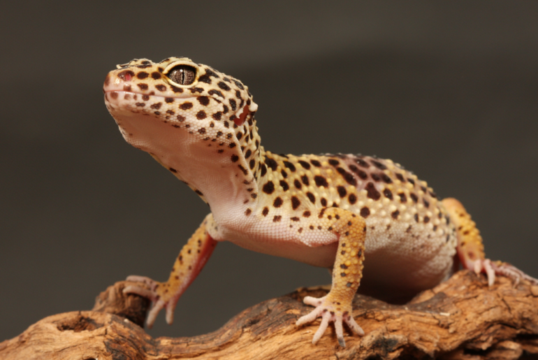 leopard gecko