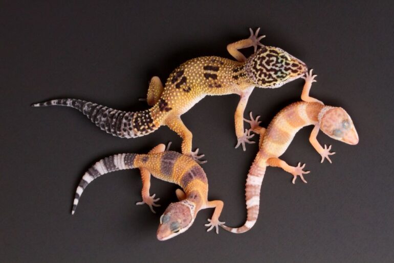 a mother leopard gecko with its 2 hatchlings on a dark background