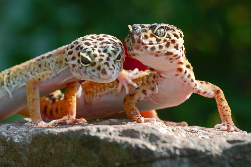 2 leopard geckos on top of a big rock