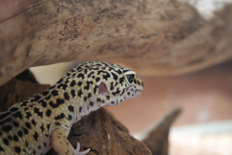 leopard gecko on rough surface