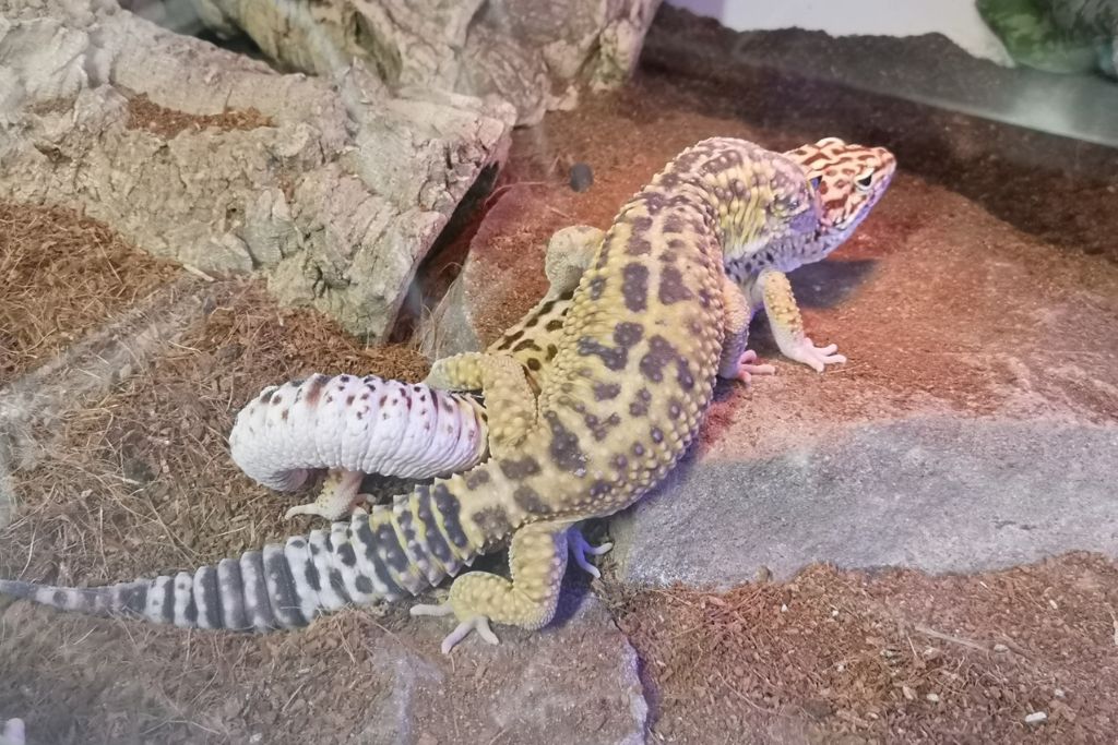 2 leopard geckos mating inside their terrarium