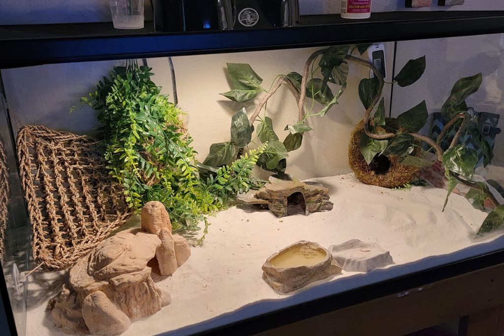 Full Terrarium setup with sand substrate