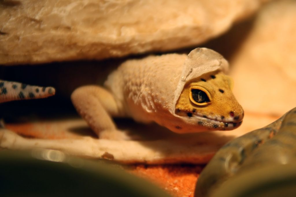 shedding leopard gecko under a rock