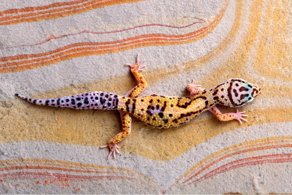 Geckos whole body 