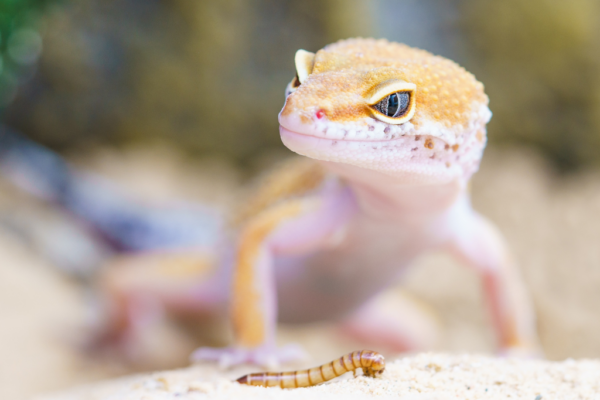 How Big Do Leopard Geckos Get? Hatchling to Adult