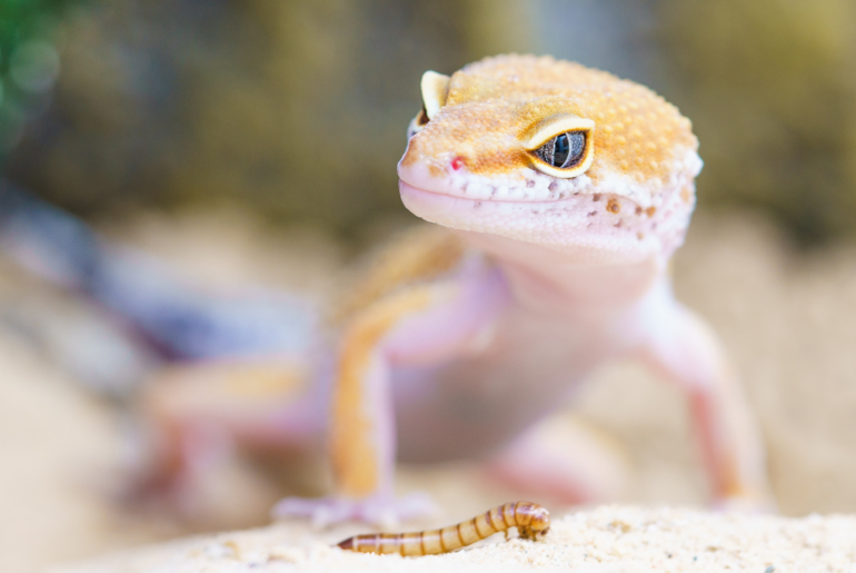 a leopard gecko with a worm