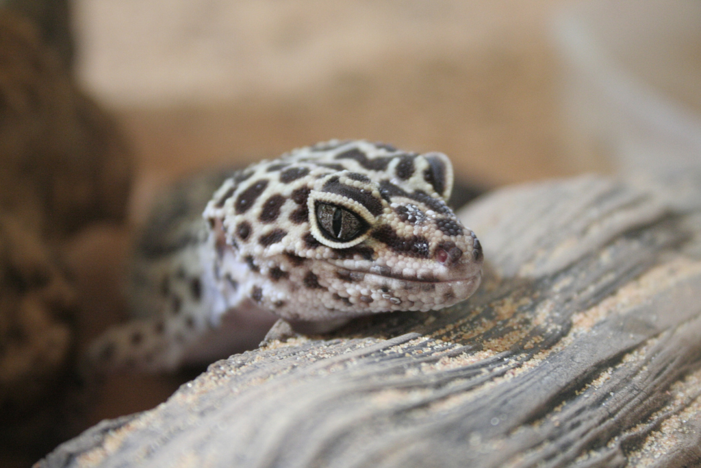 Head of a Leopard Gecko