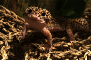 happy Leopard Gecko at night