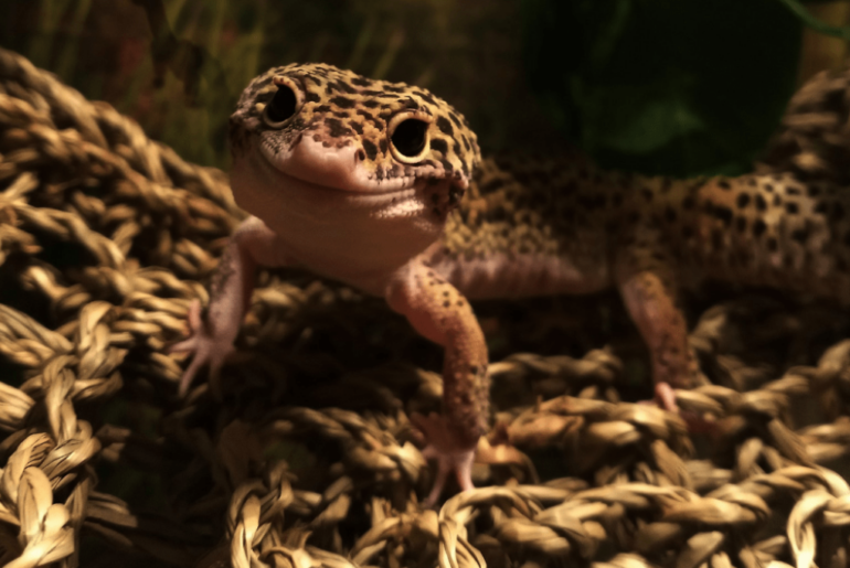 happy Leopard Gecko at night