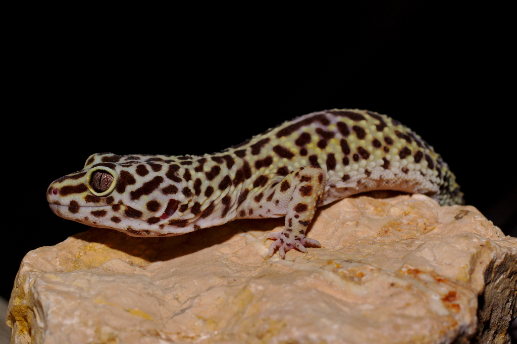 Leopard Gecko on top of a rock at night