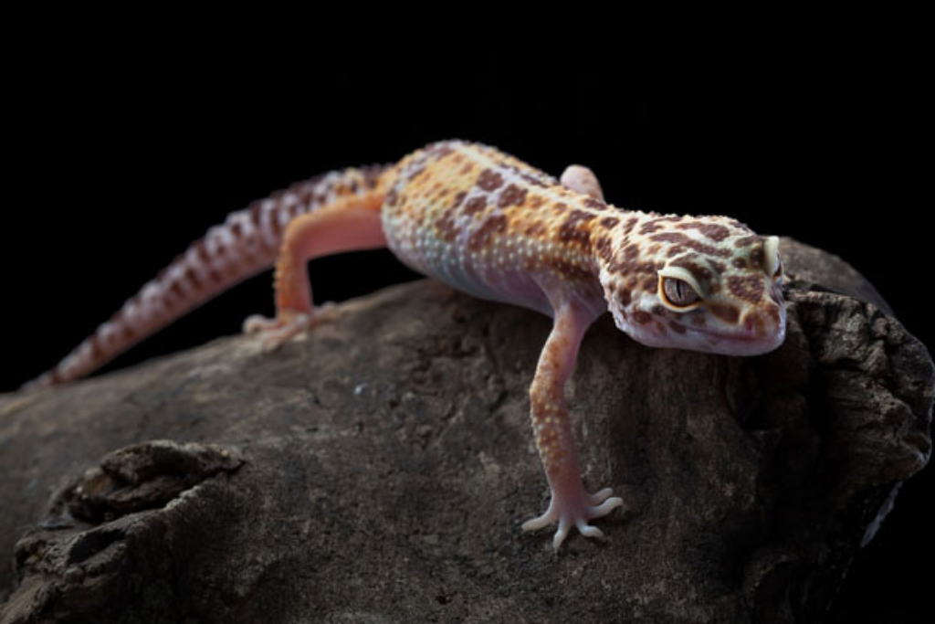 Leopard Gecko crawling at a rock at night