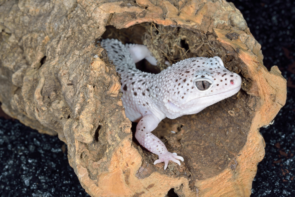leopard gecko inside a tunnel