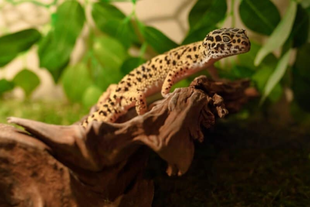 Leopard Gecko on top of a wood at night