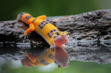 leopard gecko on water