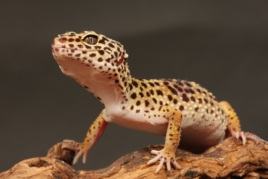 Leopard Gecko at top of a wood