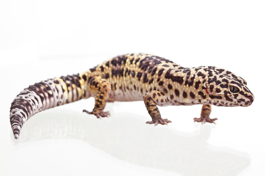 Leopard Gecko on a white background 