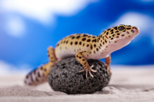 Male vs Female Leopard Gecko: Understanding the Differences