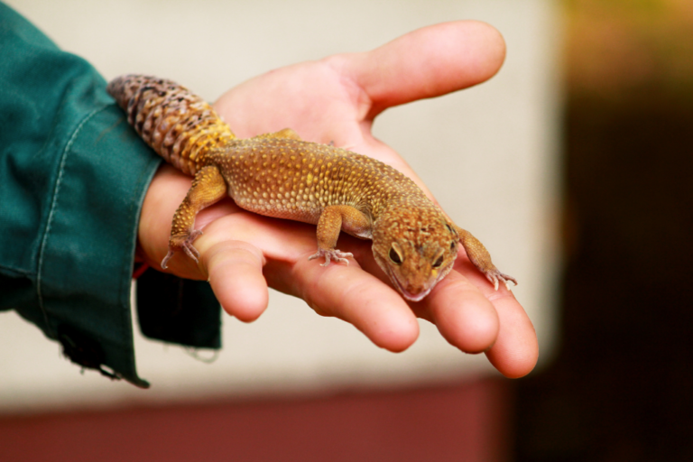 Male vs Female Leopard Gecko: Understanding the Differences