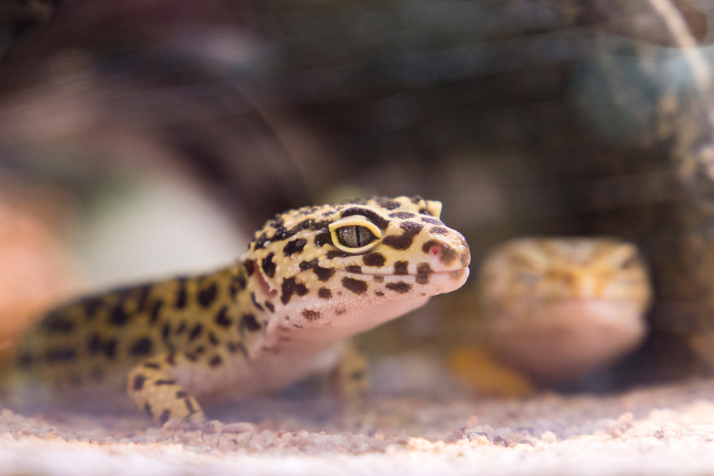 A head of a Leopard Gecko