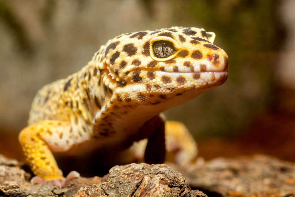 leopard gecko bathing in the sun