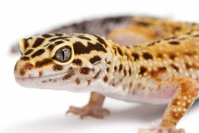 Male vs Female Leopard Gecko: Understanding the Differences