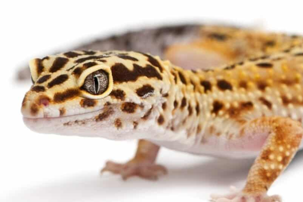 a close up feature of Leopard Gecko 