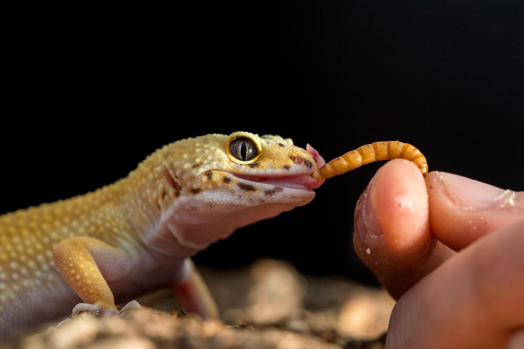 pet owner feeding his Leopard Gecko with superworm