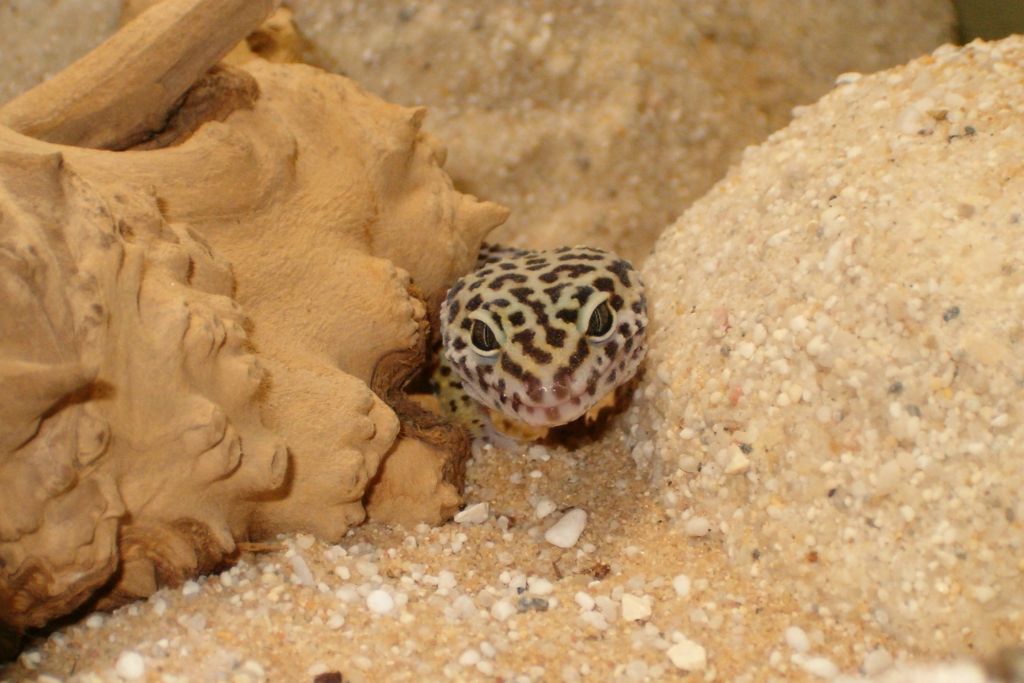 leopard gecko on sand terrarium