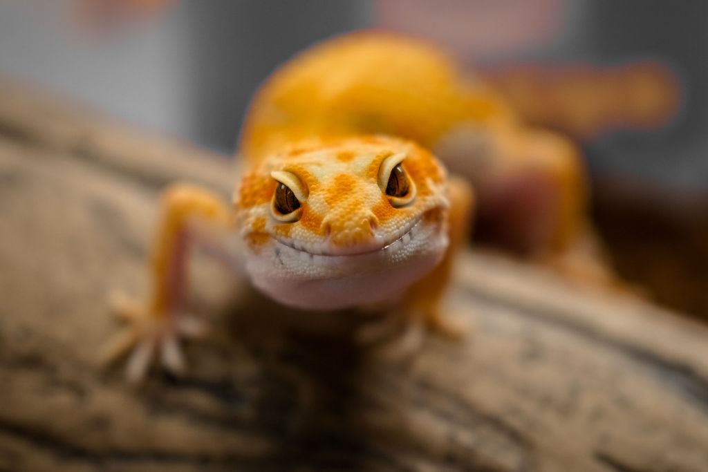 Leopard Gecko on drift wood staring directly to the camera