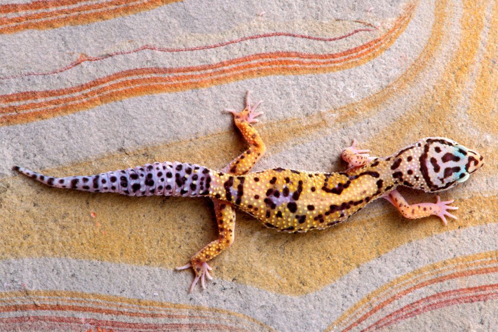 leopard gecko on rough table surface