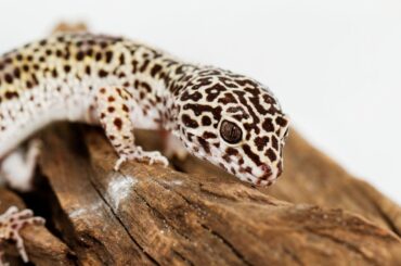 Leopard Gecko on wood log