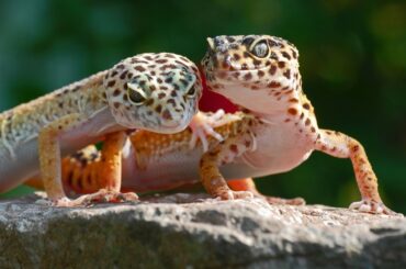 leopard gecko couple