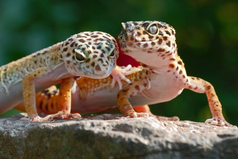 leopard gecko couple