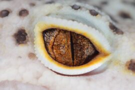 Leopard Gecko Eye