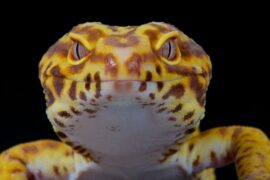 leopard gecko face on dark background