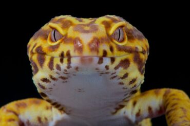 leopard gecko face on dark background