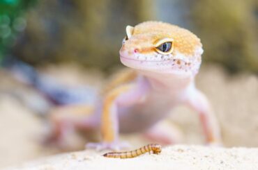 leopard gecko feed