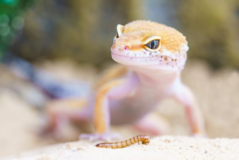 leopard gecko feed