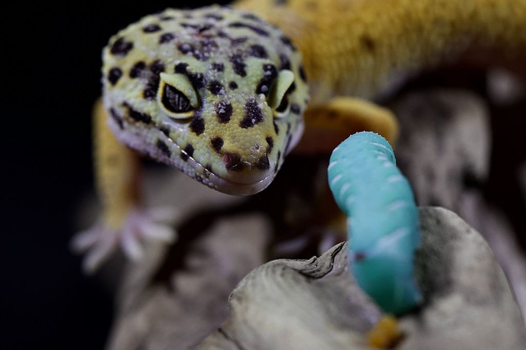 Leopard Gecko looking on its prey