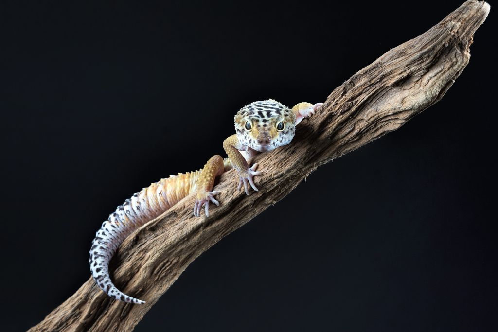 leopard gecko on dark background