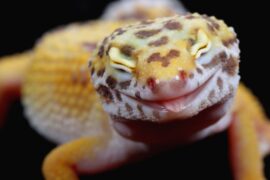 Leopard Gecko Mouth Smiling