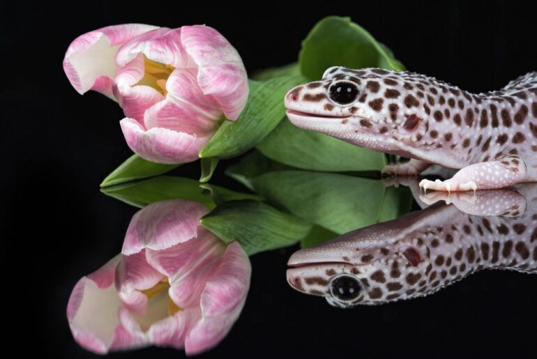 leopard gecko