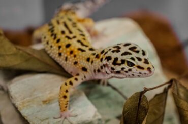 Leopard Gecko on a piled leaves