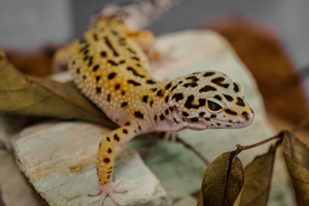 Leopard Gecko on dry wood and leaves