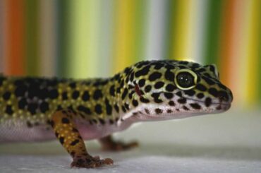 leopard gecko