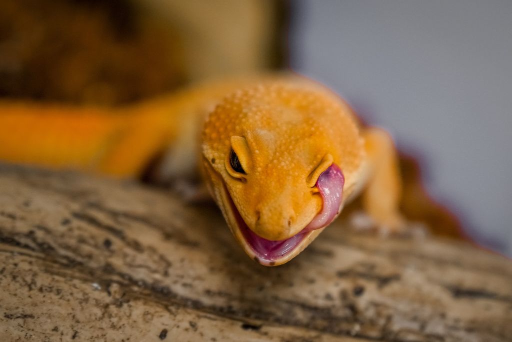 Leopard Gecko opening his mouth