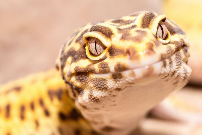 close up look of Leopard Gecko